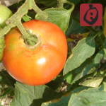 自家製野菜